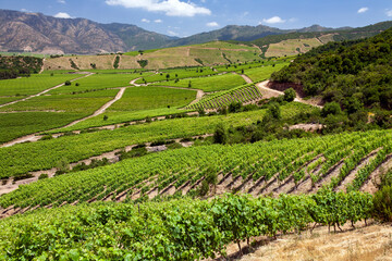 Fototapeta na wymiar Vineyards in the Colchagua Valley - Chile