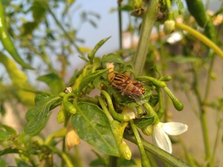 Yellow Bee on the Green Chilly Plant