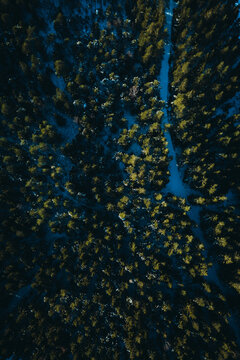 Winter forest from above