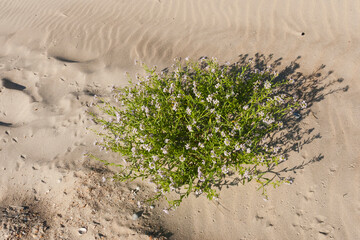Zeeraket, Sea Rocket, Cakile maritima