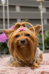 Dog on a summer day in front of flowers