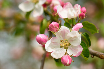 Fototapeta na wymiar Apfelblüten im Frühjahr 