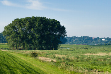 Fototapeta premium Landscape at Ooijpolder