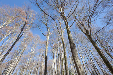 foliage inside an Italian forest at fall