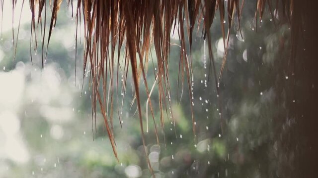 Tropical summer rain falling big rain drops falling down on straw roof in garden. Bali, Ubud, Indonesia