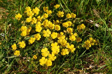 Kriechendes Fingerkraut (Potentilla reptans)