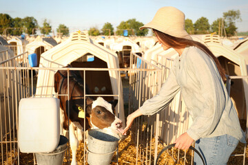 Young woman feeding cute little calf on farm. Animal husbandry