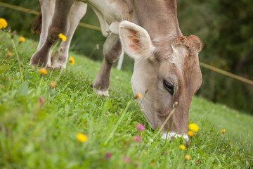 Obraz premium A brown alpine cow in a green pasture in Dolomites area