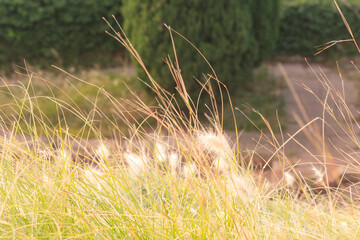 Landscape of grass with the wind