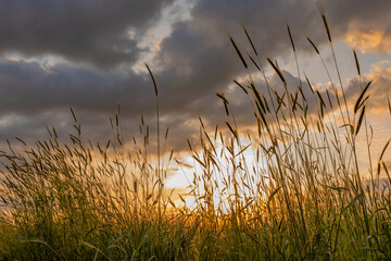 swaying grain grass at sunset with dramatic  sky