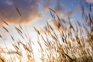 swaying grain grass at sunset with beautiful sky