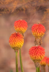 Landscape of orange flowers with yellow with a castle in the background