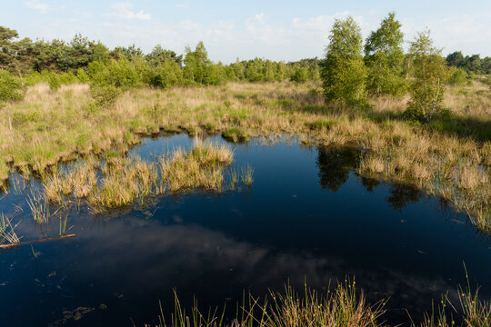 Nationaal Park De Groote Peel, National Park Groote Peel