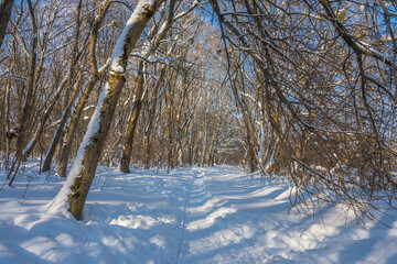 Sunny day in the frosty forest in the winter season. Landscape with forest and perfect sunlight...