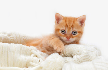 Shorthair red kitten on a light background