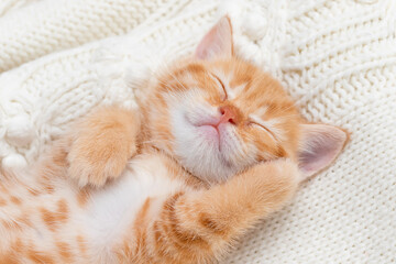 Shorthair red kitten on a light background