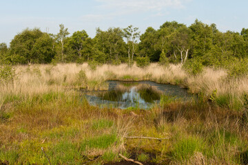 Nationaal Park De Groote Peel, National Park Groote Peel