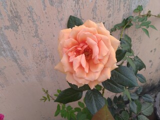 Orange Rose Flower