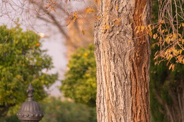 Obraz premium Landscape of a tree with orange leaves in a forest