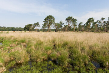 Obraz premium Landschap van Strabrechtse Heide, Landscape at Strabrechtse Heide