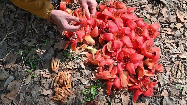 Someone hand picking cores of the Bombax ceiba flower. The Bombax ceiba flower are an essential ingredient of the "Nam Ngiao" spicy noodle soup of the cuisine of Shan State and Northern Thailand.