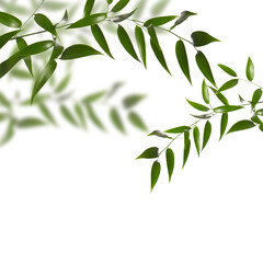 Fresh longan leaf isolated on white background.