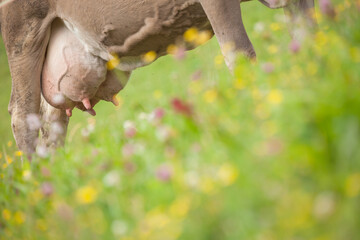 A brown alpine cow in a green pasture in Dolomites area