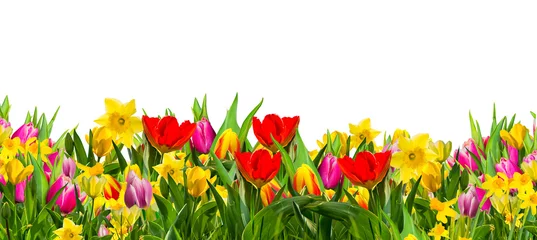 Fotobehang Colorful field of spring flowers, tulips daffodils, photographed in studio, against white background. © drubig-photo