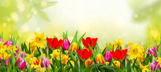 Spring landscape with colorful tulips, daffodils and early bloomers on the meadow against blurred...