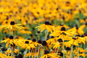 Field of yellow flowers of orange coneflower also called rudbeckia, perennial black-eyed susan. Latin name - Rudbeckia hirta.