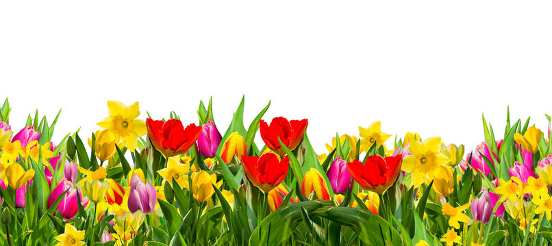 Colorful field of spring flowers, tulips;daffodils, photographed in studio, against white background.