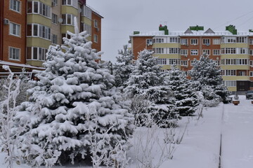 Snow-covered fir trees between residential buildings