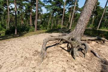 Natuurgebied de Kampina, Nature area the Kampina