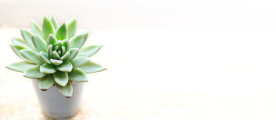 succulent echeveria in a white pot on a light background in banner format with place for text 