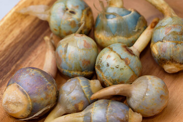 Harvested Threeleaf Arrowhead tubers (Kuwai)