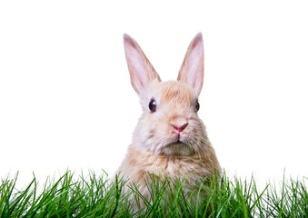 Cute little rabbit in high easter grass on meadow with long rabbit ears.