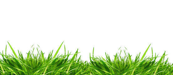 Fresh green grass lawn with blades and leaves against isolated white studio background.