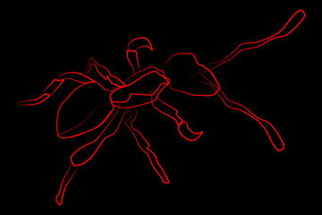 Sketch lines red ant on black background