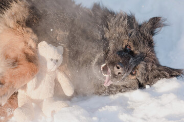 Portrait of a funny black fluffy dog is lying on the snow and playing with toy. The concept of a happy dog that likes to play outdoors in winter.