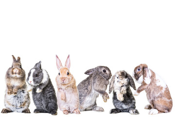 A set of 6 cute easter rabbits, rabbits, bunnys.