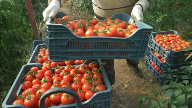commercial tomato production. harvesting ripe red tomatoes. fresh vegetable crops in the box, agriculture farming. organic fresh harvest in vegetable garden, nutrition. tomatoes transportation.