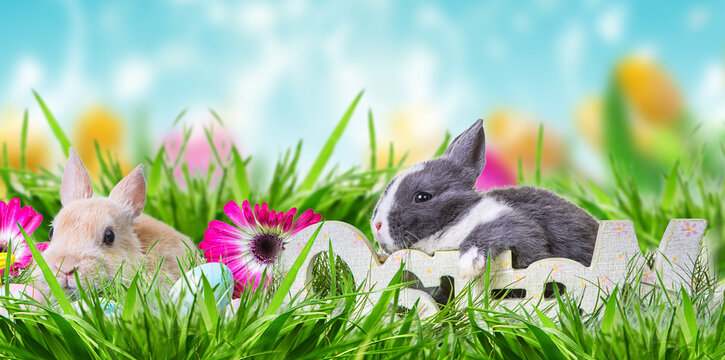 Easter bunny family on the green meadow in summer with blue beautiful sky and easter eggs on greeting card.