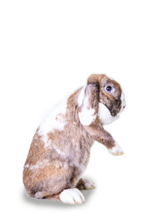 White,brown dwarf isolated rabbit wiith blue eyes on white isolated studio background.