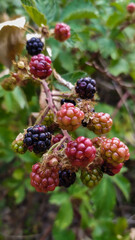 berries of blackberry