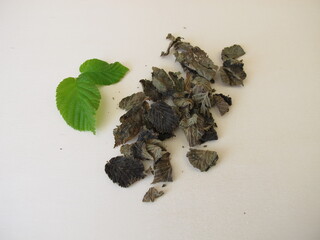 Fermented and dried hazelnut leaves for hazelnut leaf tea