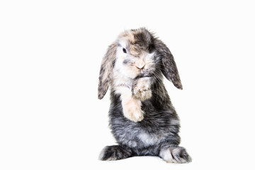 Cute brown,white, gray dwarf ram rabbit on hind legs photographed against isolated background in studio.