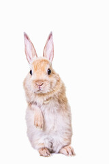 Cute beige Easter bunny with standing ears on behind legs standing isolated against white background.