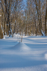 Sunny day in the frosty forest in the winter season. Landscape with forest and perfect sunlight with snow and clean sky. Beatuful contrast of snow shapes and shadows