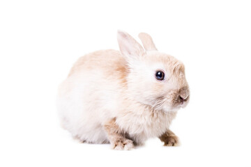 Cute little beige bunny isolated on white background.