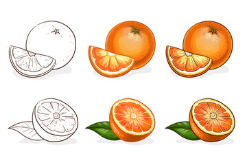 Vector, color and sketch, tasty orange